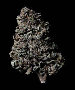 Variété Mango by WeedAvenue.ch