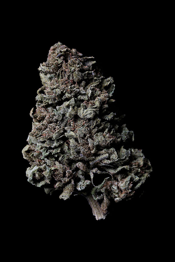 mango-1 Variété Mango by WeedAvenue.ch